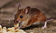 24 Hour & Emergency Exterminators in West End, PA